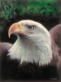 Величественный орел Grafitec 6.303