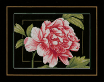 Pink rose   Lanarte PN-0155749