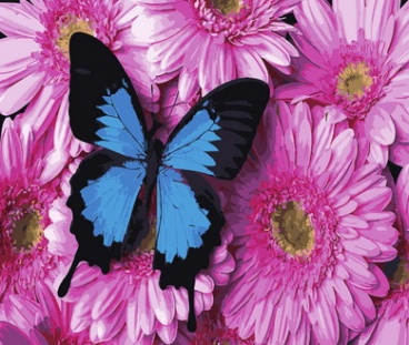 Бабочка на цветах Color kit GX34056, цена 822 руб. - интернет-магазин Мадам Брошкина
