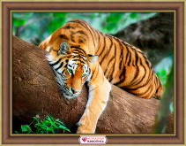 Тигр на дереве Алмазная живопись АЖ.4122