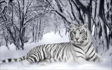  Белый тигр Империя бисера ИБ-07