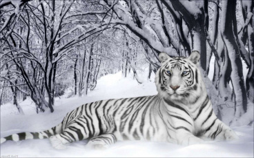  Белый тигр Империя бисера ИБ-07, цена $48 - интернет-магазин Мадам Брошкина