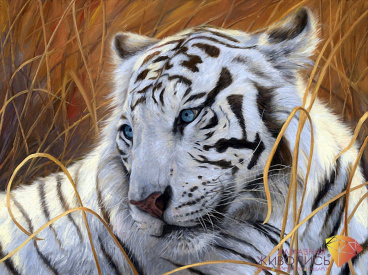 Белый тигр Алмазная живопись АЖ.1401, цена 1 529 руб. - интернет-магазин Мадам Брошкина