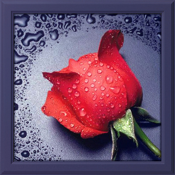 Красная роза Алмазная живопись АЖ.014, цена 1 013 руб. - интернет-магазин Мадам Брошкина