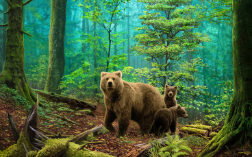 Медведи в лесу Алмазное хобби Ah5331, цена 3 259 руб. - интернет-магазин Мадам Брошкина