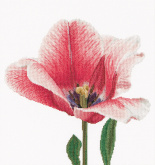 Розовый тюльпан Thea Gouverneur 518