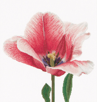 Розовый тюльпан Thea Gouverneur 518, цена 4 449 руб. - интернет-магазин Мадам Брошкина