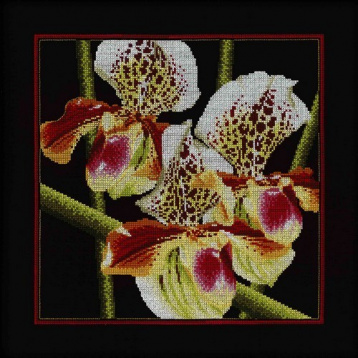 Орхидеи Пафиопедилум RTO M263, цена 725 руб. - интернет-магазин Мадам Брошкина
