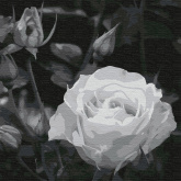 Белая роза Molly KHM0035