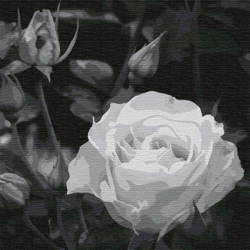 Белая роза Molly KHM0035, цена 662 руб. - интернет-магазин Мадам Брошкина