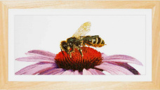 Пчела на эхинацее Thea Gouverneur 549A