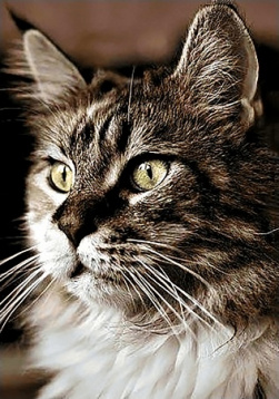 Домашний кот Гpанни Ag159, цена 1 222 руб. - интернет-магазин Мадам Брошкина