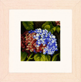 Hydrangea   Lanarte PN-0144514