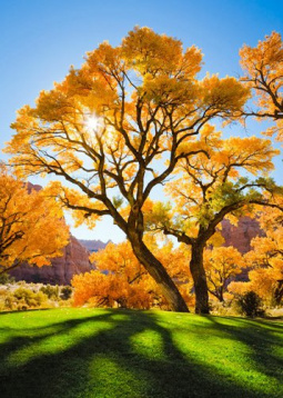 Осеннее дерево Алмазная живопись АЖ.1166, цена 2 745 руб. - интернет-магазин Мадам Брошкина