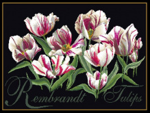 Тюльпаны Thea Gouverneur 447.05