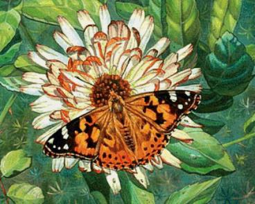 Бабочка на цветке Алмазная живопись АЖ.1205, цена 2 287 руб. - интернет-магазин Мадам Брошкина