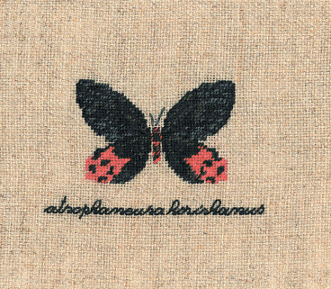 Бабочка ATROPHANEURA Le Bonheur des Dames 3625, цена 959 руб. - интернет-магазин Мадам Брошкина