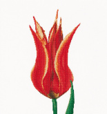 Красный тюльпан Thea Gouverneur 515