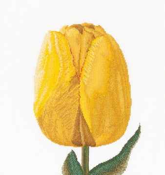 Желтый тюльпан Thea Gouverneur 522, цена 4 358 руб. - интернет-магазин Мадам Брошкина