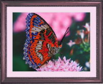 Бабочка (рисунок на ткани) Butterfly CA102
