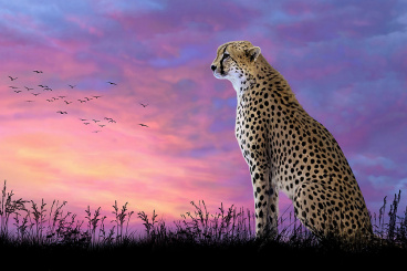 Леопард на закате Алмазное хобби Ah5304, цена 2 504 руб. - интернет-магазин Мадам Брошкина