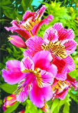 Лилии розовые Матренин Посад 4086