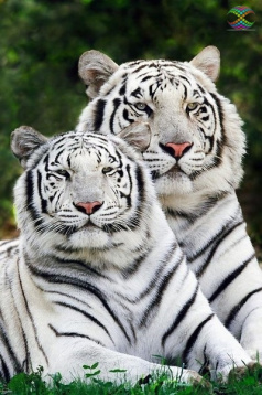 Тигры альбиносы Алмазное хобби Ah0945, цена 2 504 руб. - интернет-магазин Мадам Брошкина