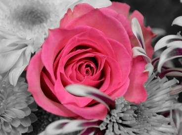 Роза на сером фоне Molly KM0934, цена 553 руб. - интернет-магазин Мадам Брошкина