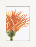 Close-Up Orange Flower Lanarte PN-0008271