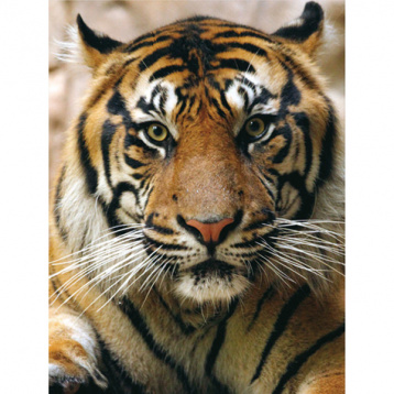 Портрет тигра Molly KM0726, цена 422 руб. - интернет-магазин Мадам Брошкина