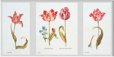 Тюльпаны Джейкоба Маррель и Джудит Лейстер, 16-й век Thea Gouverneur 786A, цена 7 433 руб. - интернет-магазин Мадам Брошкина