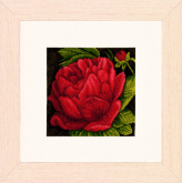 Peony   Lanarte PN-0144515