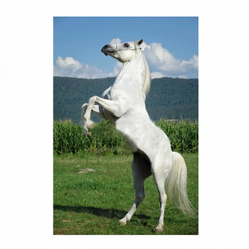 Белый конь Molly KK0616, цена 807 руб. - интернет-магазин Мадам Брошкина