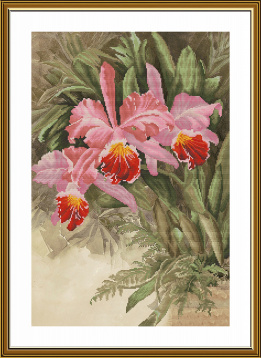 Тропическая орхидея Nova Sloboda СВ2239, цена 1 075 руб. - интернет-магазин Мадам Брошкина