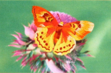Золотая бабочка Рисуем иглой ML-0002
