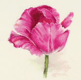 Тюльпаны. Малиновое сияние Алиса 2-43