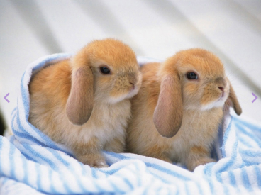 Братья-кролики Цветной LZE010, цена 1 646 руб. - интернет-магазин Мадам Брошкина