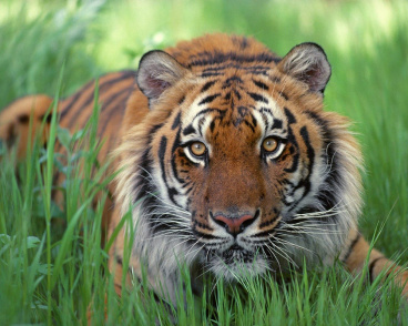 Тигр в траве Империя бисера IB-1032, цена 2 027 руб. - интернет-магазин Мадам Брошкина