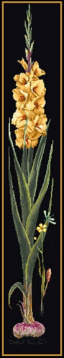Желтый гладиолус Thea Gouverneur 3072.05, цена 5 318 руб. - интернет-магазин Мадам Брошкина