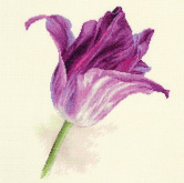 Тюльпаны. Сиреневый бархат Алиса 2-44