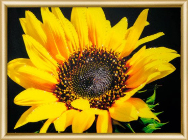 Солнечный цветок Чаривна Мить КС-161, цена 3 038 руб. - интернет-магазин Мадам Брошкина