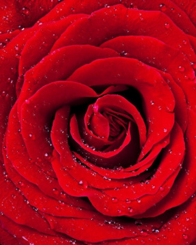 Красная роза Колор кит CKC034, цена 2 492 руб. - интернет-магазин Мадам Брошкина