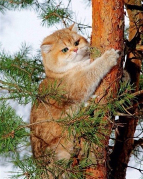 Кот на дереве Алмазное хобби Ah05521, цена 2 353 руб. - интернет-магазин Мадам Брошкина