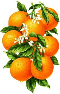 Гроздь апельсинов Алмазная живопись АЖ.1091, цена 1 715 руб. - интернет-магазин Мадам Брошкина
