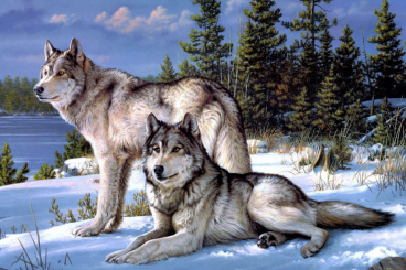 Волки на снегу Алмазное хобби Ah09771, цена 2 317 руб. - интернет-магазин Мадам Брошкина