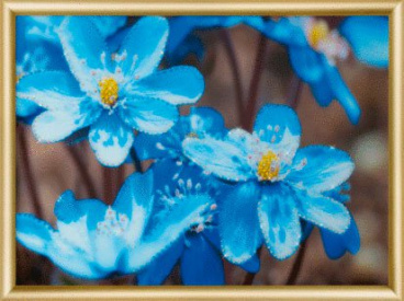 Первоцветы Чаривна Мить КС-179, цена 2 633 руб. - интернет-магазин Мадам Брошкина