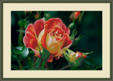Чайная роза Galla Collection Л336