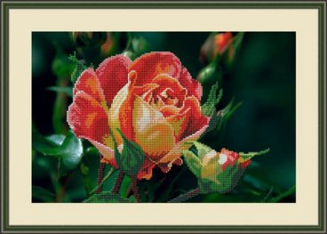Чайная роза Galla Collection Л336, цена 2 136 руб. - интернет-магазин Мадам Брошкина
