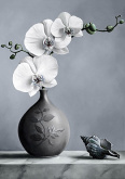 Белая орхидея Гpанни Ag4643
