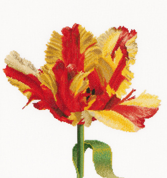 Красно-желтый тюльпан Thea Gouverneur 519, цена 4 395 руб. - интернет-магазин Мадам Брошкина